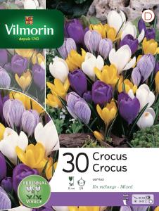 Crocus Vernus En Mélange